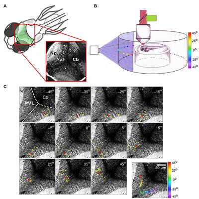 Principles of Functional Circuit Connectivity: Insights From Spontaneous Activity in the Zebrafish Optic Tectum